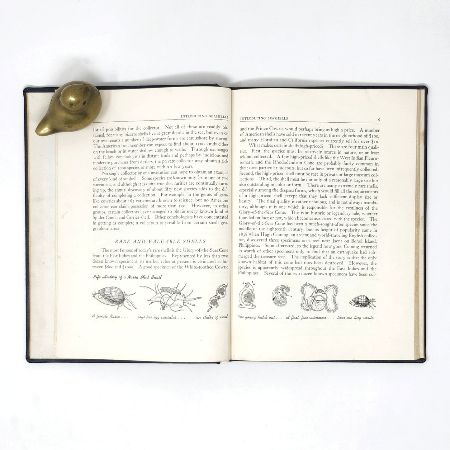 Introducing Seashells — R.T. Abbott, 1955 Vintage Illustrated HC