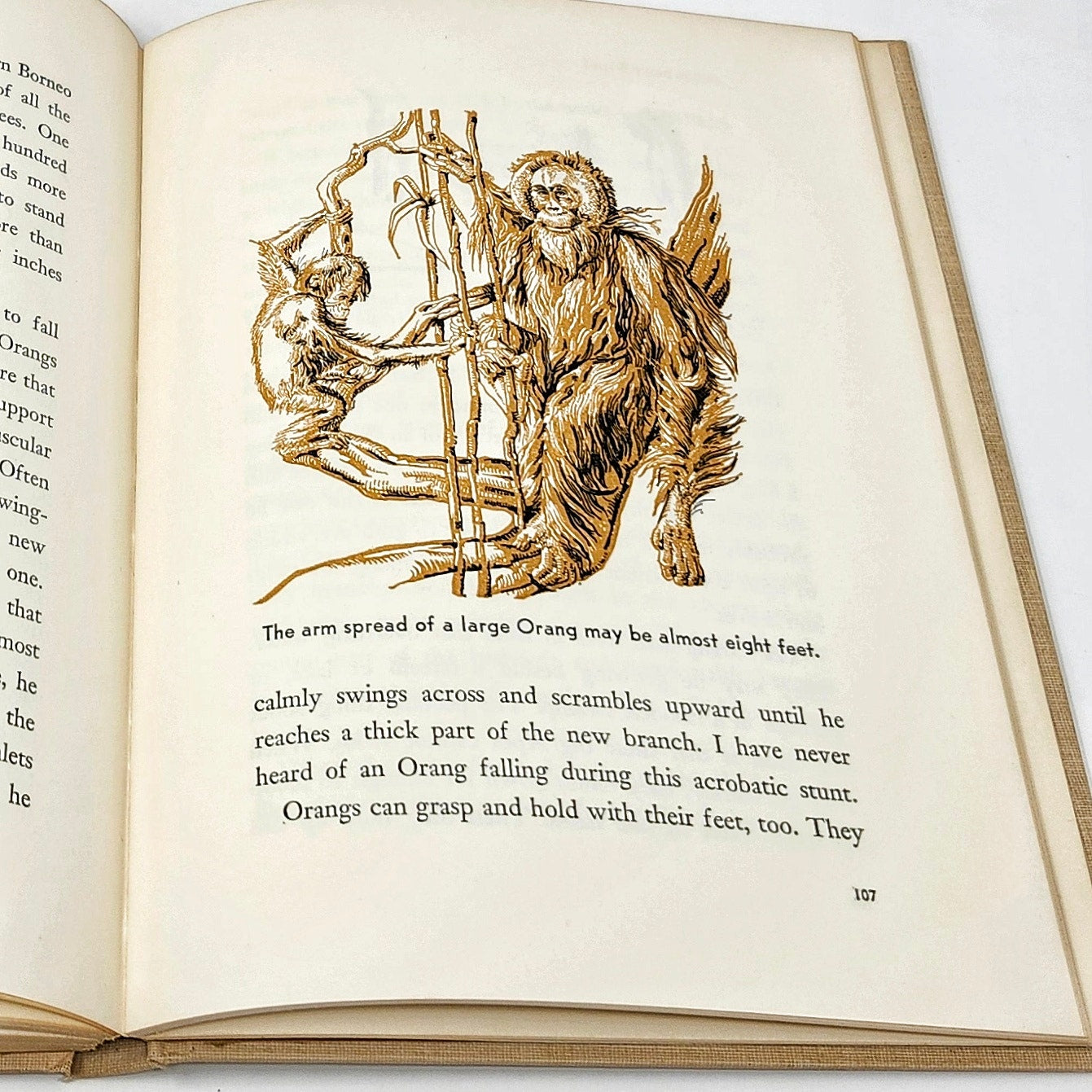 All About Monkeys, Robert S. Lemmon, 1958 Hardcover