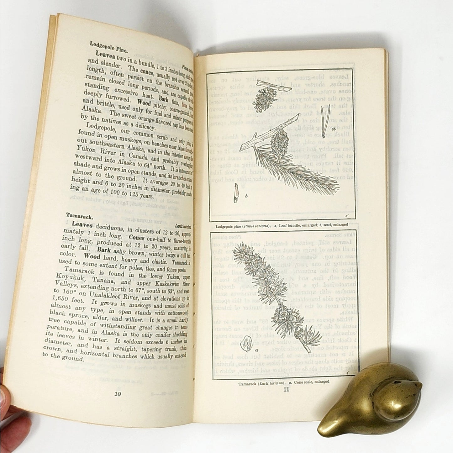Pocket Guide to Alaska Trees — 1929 USDA Antique, Fold-Out Map
