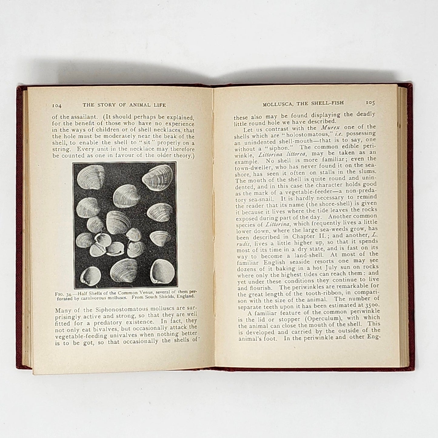Stories of the Universe — 3-Vol Antique Set, 1909, Red & Gold HC