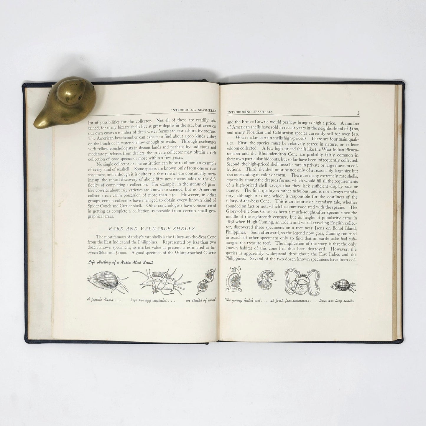 Introducing Seashells — R.T. Abbott, 1955 Vintage Illustrated HC