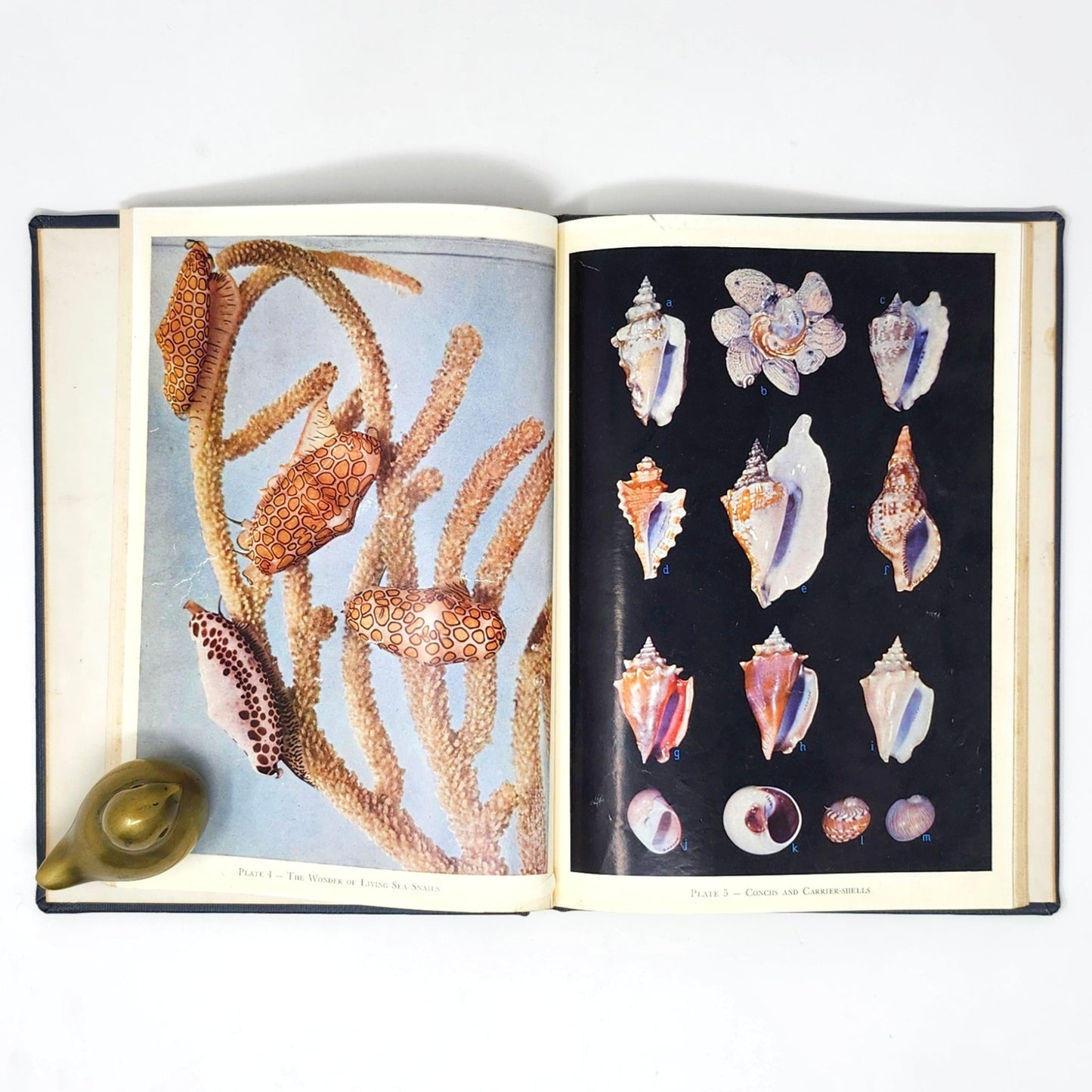 Introducing Seashells — R.T. Abbott, 1955 Vintage Illustrated HC