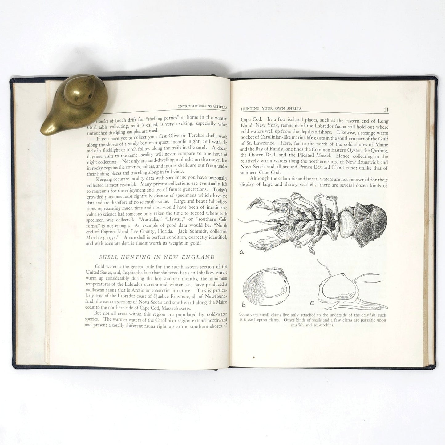 Introducing Seashells — R.T. Abbott, 1955 Vintage Illustrated HC