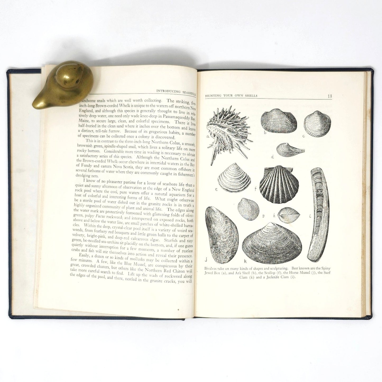 Introducing Seashells — R.T. Abbott, 1955 Vintage Illustrated HC