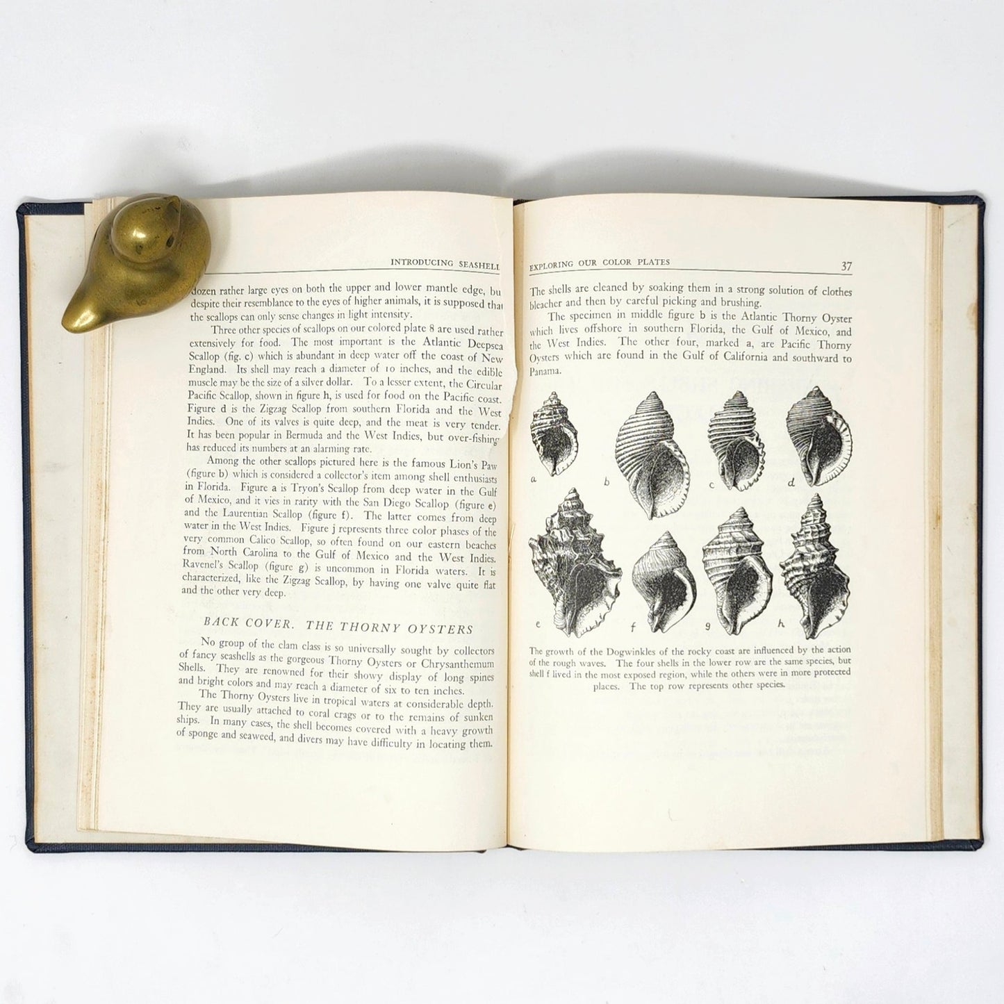 Introducing Seashells — R.T. Abbott, 1955 Vintage Illustrated HC